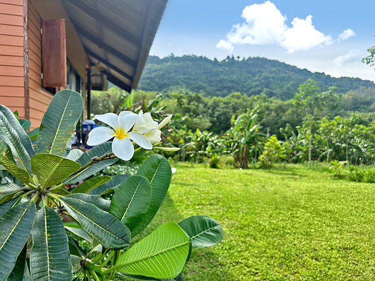 Plumeria flowers and garden